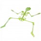 Fluorescent Skeleton 75cm