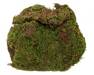  Moss Natural in Salwa