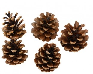  Pinecone Natural in Salwa